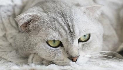 余姚最新公积金卡提取现金方法app方法分析(最方便真实的余姚公积金卡怎样从手机里取出来?方法)